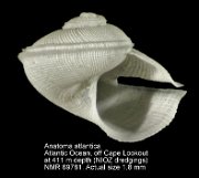 Anatoma atlantica